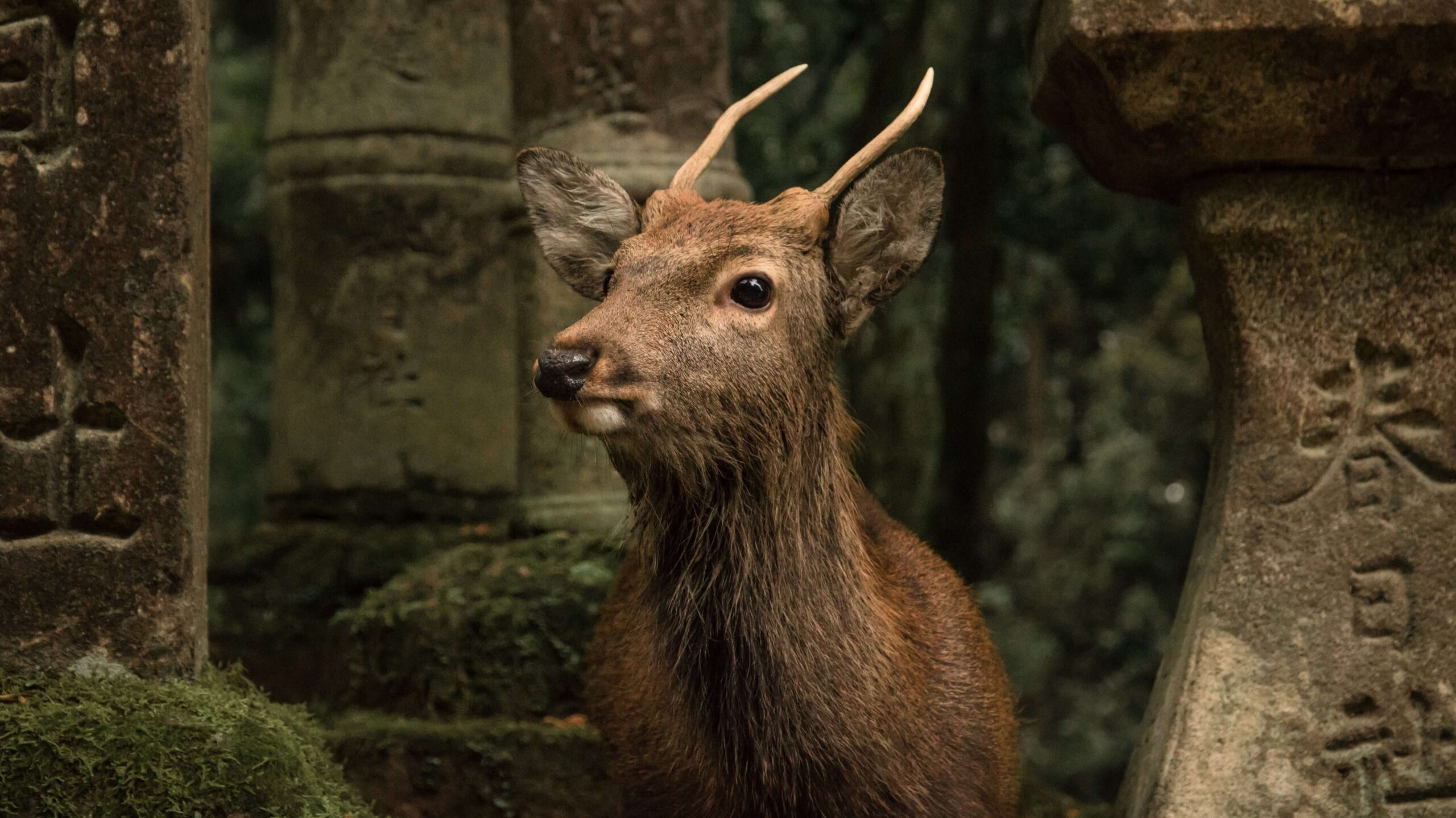 Secretos de los venados de Nara